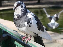 paloma en un suelo o pavimento en una ciudad. paloma de pie. paloma o pichón. foto