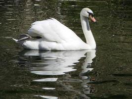 hermoso cisne en un reflejo de río azul cristalino foto