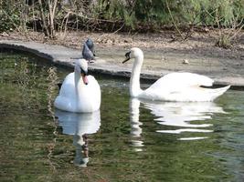 Mating games of a pair of white swans. Swans swimming on the water in nature. latin name Cygnus olor. photo