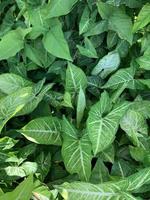 a vertical green foliage background photo