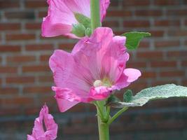 Pink malva Silvestris. Mallow. blooming musk mallowin summer photo