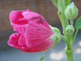 Pink malva Silvestris. Mallow. blooming musk mallowin summer photo