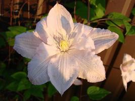 Frontal close-up of a beautiful Clematis Montana Rubens flower with light pink and white petals photo