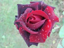 Red rose petals with rain drops closeup. Red photo