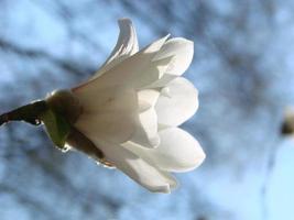 flor de magnolia blanca contra el primer plano del cielo foto