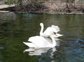 Mating games of a pair of white swans. Swans swimming on the water in nature. latin name Cygnus olor. photo