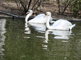 Mating games of a pair of white swans. Swans swimming on the water in nature. latin name Cygnus olor. photo