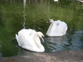 Mating games of a pair of white swans. Swans swimming on the water in nature. latin name Cygnus olor. photo