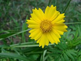 Red Yellow Rudbeckia flower in nature photo