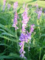 Vicia cracca - beautiful springtime field flowers. photo