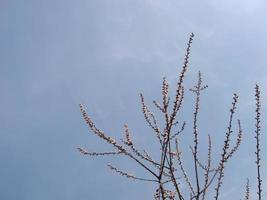 Spring blossom background. Beautiful nature scene with blooming tree and sun flare. Sunny day. Spring flowers. photo