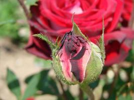 capullo, flor de una rosa varietal roja sobre el fondo de la hierba verde en el jardín, primavera, verano, foto