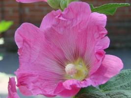 Pink malva Silvestris. Mallow. blooming musk mallowin summer photo