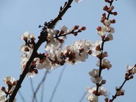 Spring blossom background. Beautiful nature scene with blooming tree and sun flare. Sunny day. Spring flowers. photo