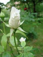 Bud, flower of white varietal rose on the background of green grass in the garden, spring, summer, holiday, photo