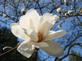 flor de magnolia blanca contra el primer plano del cielo foto