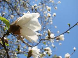 flor de magnolia blanca contra el primer plano del cielo foto