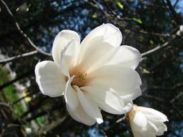 White magnolia flower against the sky close-up photo