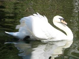 Beautiful Swan on a Crystal Clear blue river reflection photo