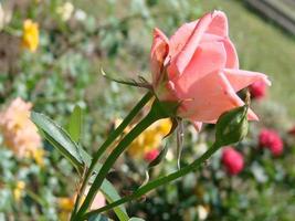 Beautiful living coral roses flowers bouquet close up. photo