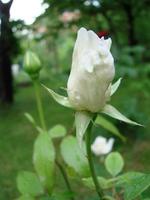 Bud, flower of white varietal rose on the background of green grass in the garden, spring, summer, holiday, photo