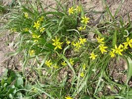 Small flowers of Gagea lutea or goose onions close-up. Yellow Star-Of-Bethlehem spring blooming on sunny day. photo