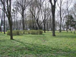 Glade with flowering buttercup Ficaria verna . Spring photo