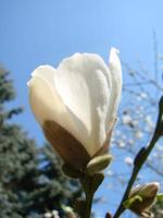 White magnolia flower against the sky close-up photo