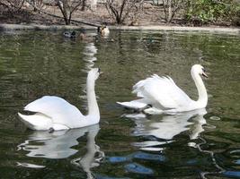 Mating games of a pair of white swans. Swans swimming on the water in nature. latin name Cygnus olor. photo
