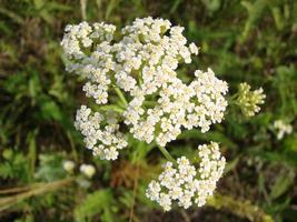 Medical herb, Achillea millefolium, yarrow or nosebleed plant photo