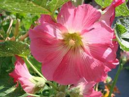 Pink malva Silvestris. Mallow. blooming musk mallowin summer photo