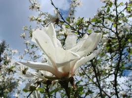 flor de magnolia blanca contra el primer plano del cielo foto