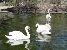 Mating games of a pair of white swans. Swans swimming on the water in nature. latin name Cygnus olor. photo