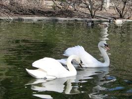 Mating games of a pair of white swans. Swans swimming on the water in nature. latin name Cygnus olor. photo
