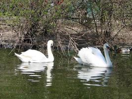 Mating games of a pair of white swans. Swans swimming on the water in nature. latin name Cygnus olor. photo
