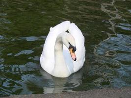 White swan in the foggy lake at the dawn. Morning lights. Romantic background. Beautiful swan. Cygnus. photo