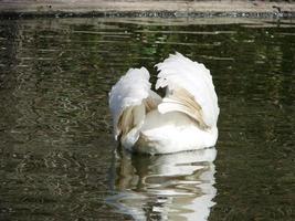 Beautiful Swan on a Crystal Clear blue river reflection photo