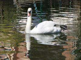 Beautiful Swan on a Crystal Clear blue river reflection photo