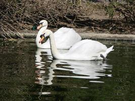 Mating games of a pair of white swans. Swans swimming on the water in nature. latin name Cygnus olor. photo