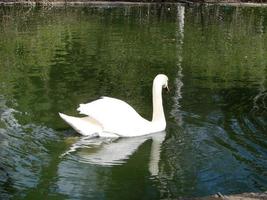 Beautiful Swan on a Crystal Clear blue river reflection photo