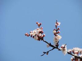 fondo de flor de primavera. hermosa escena natural con árboles florecientes y destellos solares. día soleado. Flores de primavera. foto