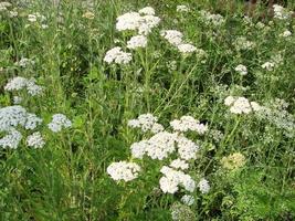 Medical herb, Achillea millefolium, yarrow or nosebleed plant photo