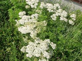 Medical herb, Achillea millefolium, yarrow or nosebleed plant photo