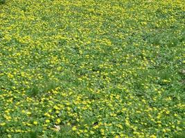 Glade with flowering buttercup Ficaria verna . Spring photo