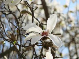 flor de magnolia blanca florece en el fondo de magnolia blanca borrosa foto