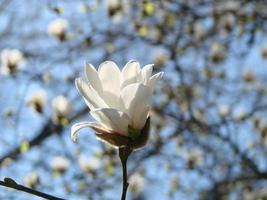 White magnolia flower against the sky close-up photo