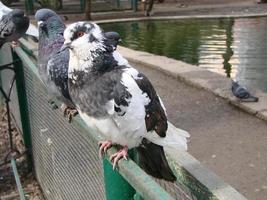 Pigeon on a ground or pavement in a city. Pigeon standing. Dove or pigeon. photo