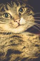 Retro Tabby Cat Portrait photo