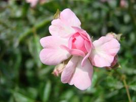 Beautiful Japanese Camellia pink flowers, dark moody petal background, delicate floral rose background. photo