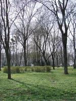 Glade with flowering buttercup Ficaria verna . Spring photo